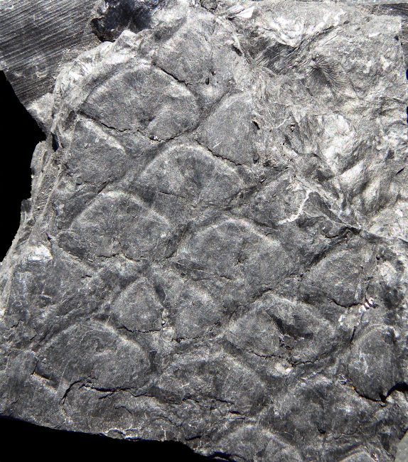 Lepidophloios laricinus